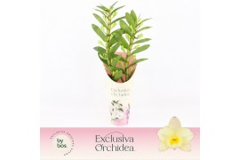 Dendrobium nobile star class yellow Dendrobium Nobilé, Tweety 2-spike 