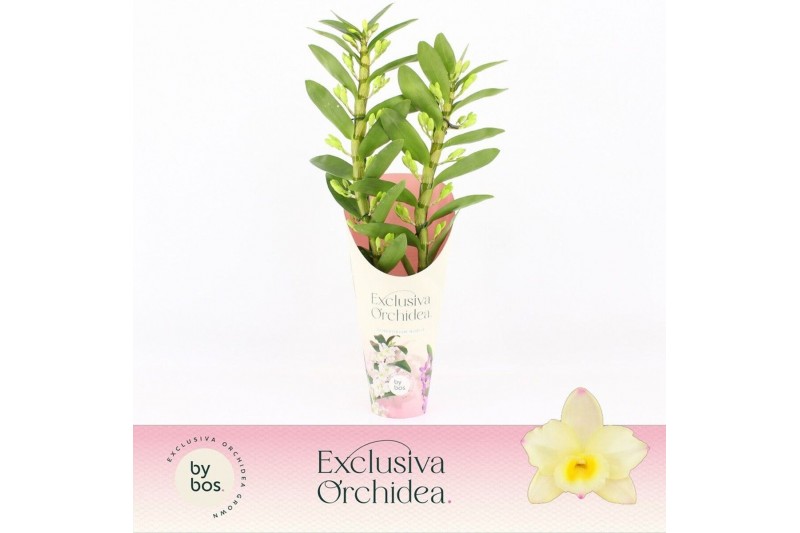 Dendrobium nobile star class yellow Dendrobium Nobilé, Tweety 2-spike  