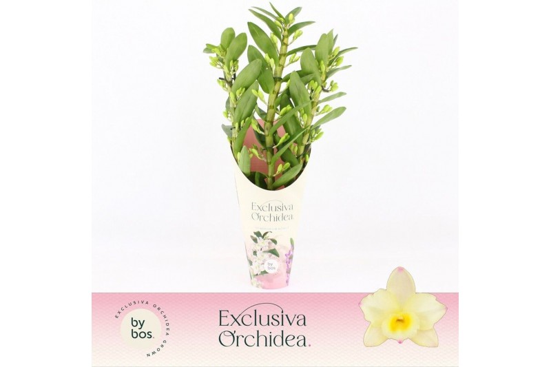 Dendrobium nobile star class yellow Dendrobium Nobilé, Tweety 3-spike  