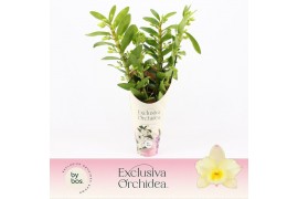 Dendrobium nobile star class yellow Dendrobium Nobilé, Tweety 4-spike 