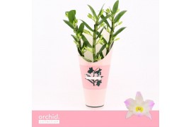 Dendrobium nobile spring dream kumiko Dendrobium Nobilé, Kumiko 3-spik