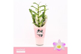 Dendrobium spring dream pandora Dendrobium Nobilé, Pandora 3-spike Com