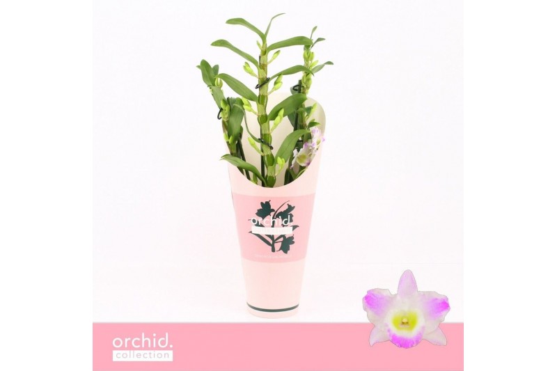 Dendrobium spring dream pandora Dendrobium Nobilé, Pandora 3-spike Com 