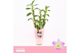 Dendrobium spring dream pandora Dendrobium Nobilé, Pandora 3-spike Orc
