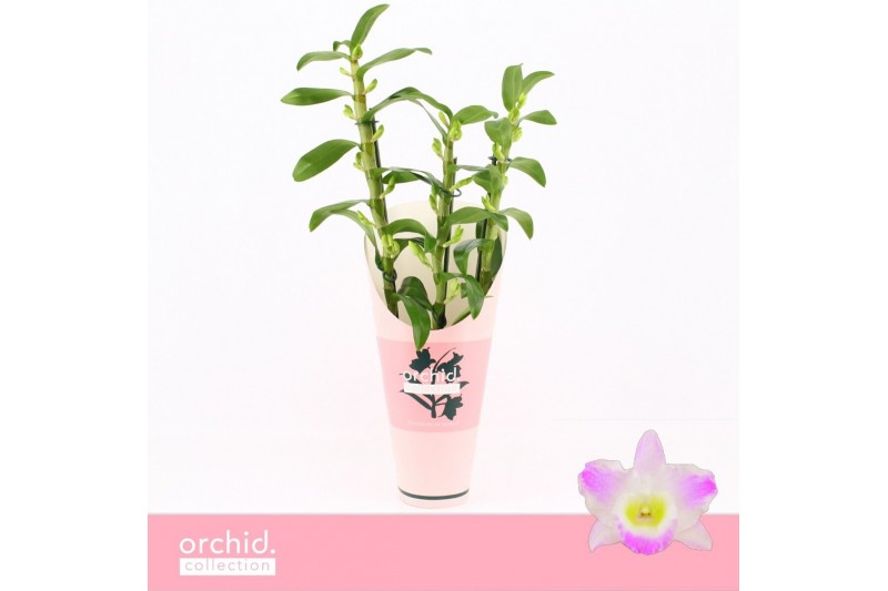 Dendrobium spring dream pandora Dendrobium Nobilé, Pandora 3-spike Orc 