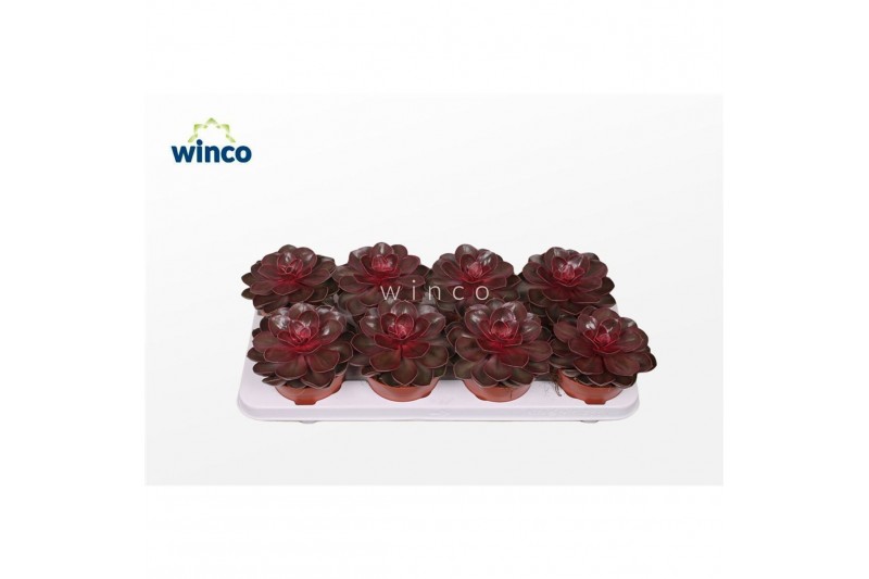 Echeveria perle von nurnberg Echeveria Red Ruby1 bl. 