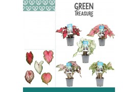 Caladium mix Caladium Gemengd