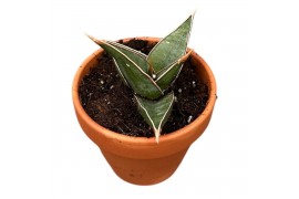 Sansevieria Sansevieria Pinguicula 1 pp