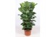 Ficus lyrata Ficus Lyrata 4 per potpp 