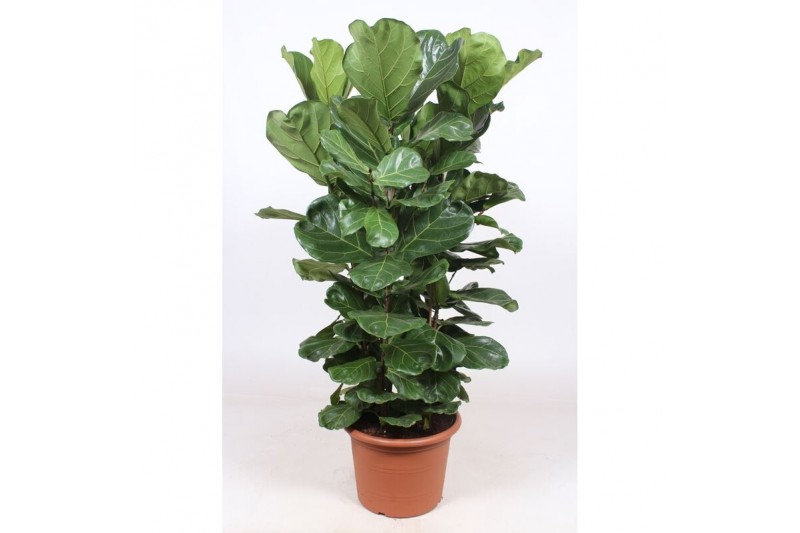 Ficus lyrata Ficus Lyrata 4 per potpp 