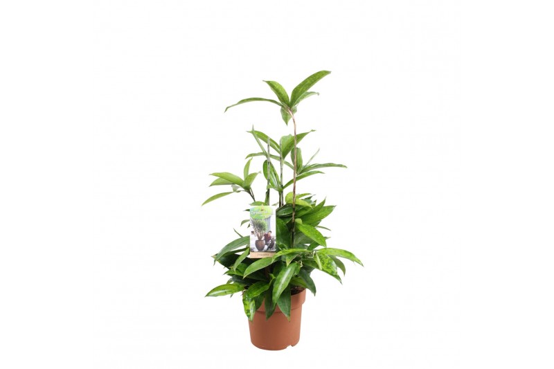 Dracaena surculosa Dracaena Surculosa1 pp 