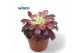 Aeonium Aeonium Medusa1 pp 