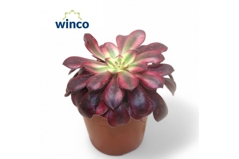 Aeonium Aeonium Medusa1 pp 