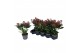 Skimmia japonica rubella Skimmia Rubella 4-6 bloemen 4 bl. 