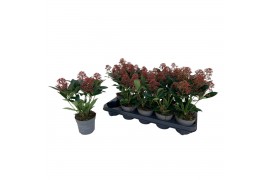 Skimmia japonica rubella Skimmia Rubella 4-6 bloemen 4 bl.