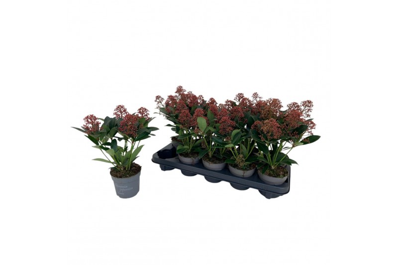 Skimmia japonica rubella Skimmia Rubella 4-6 bloemen 4 bl. 