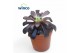 Aeonium Aeonium Schwartzkopf 