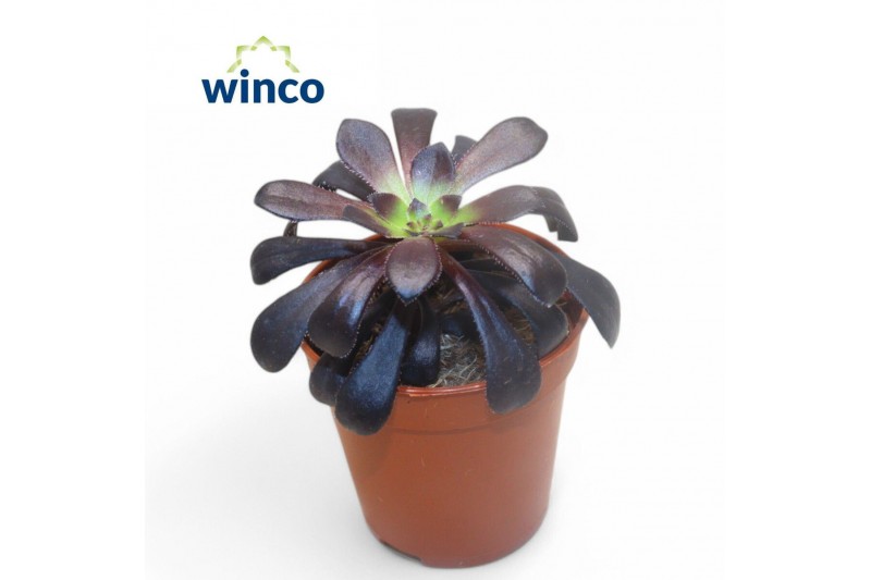 Aeonium Aeonium Schwartzkopf 