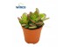 Crassula ovata minor Crassula Minor 