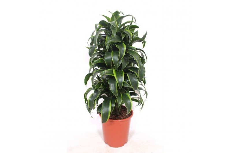 Dracaena dorado compacta Dracaena Dorado10 pp 