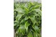 Dracaena dorado compacta Dracaena Dorado10 pp 