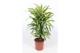 Dracaena fragr. der. lemon lime Dracaena Lemon Lime8 pp