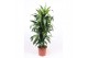 Dracaena fragr. janet craig Dracaena Janet Craig10 pp 