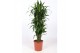 Dracaena fragr. janet craig Dracaena Janet Craig10 pp 
