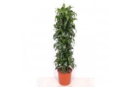 Dracaena dorado compacta Dracaena Dorado15 pp