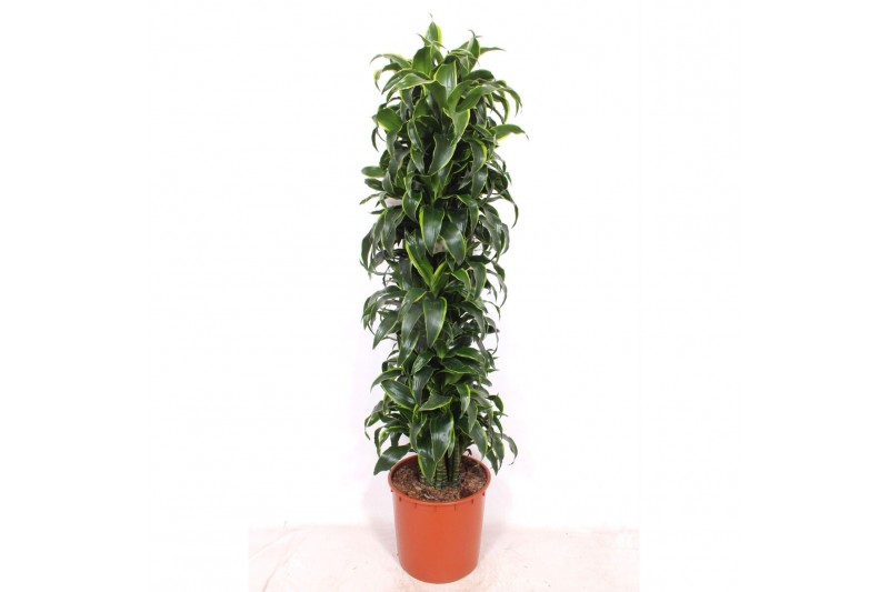 Dracaena dorado compacta Dracaena Dorado15 pp 