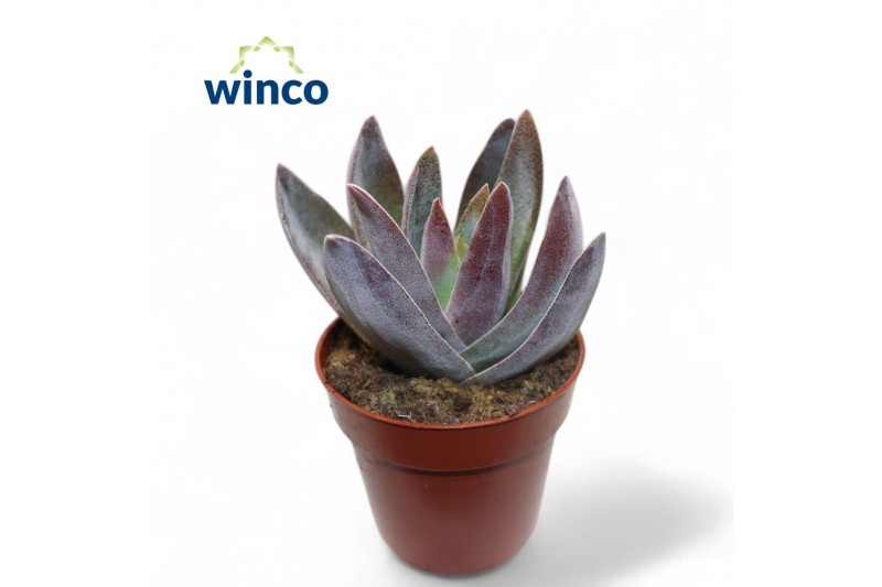 Crassula Crassula Garnet Lotus 