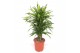 Dracaena fragr. riki Dracaena Riki8 pp 