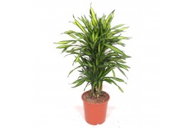 Dracaena fragr. riki Dracaena Riki8 pp