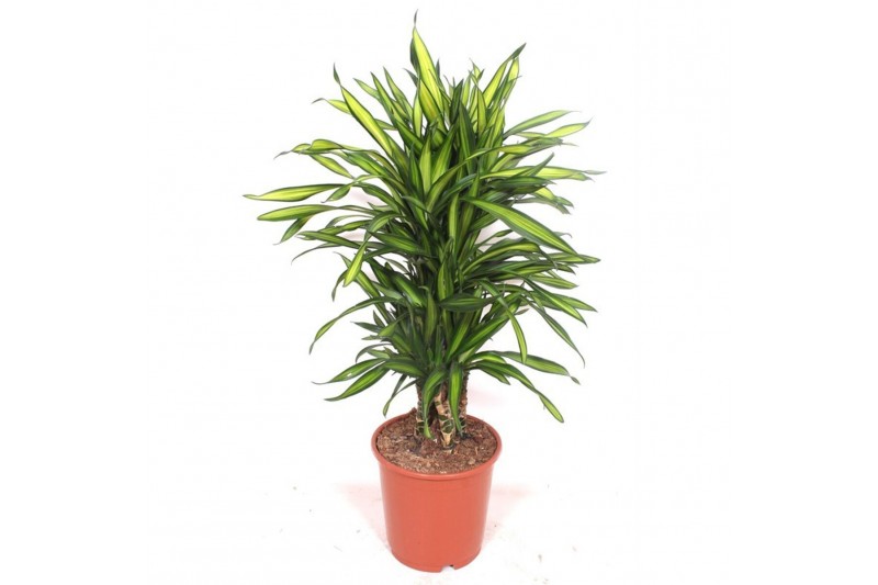 Dracaena fragr. riki Dracaena Riki8 pp 