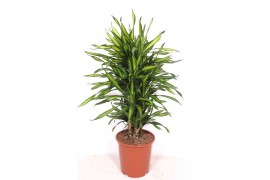 Dracaena fragr. riki Dracaena Riki10 pp