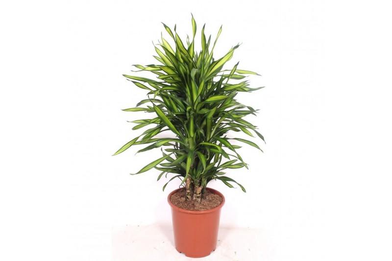 Dracaena fragr. riki Dracaena Riki10 pp 