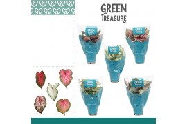 Caladium mix Caladium gemengd in Hoes