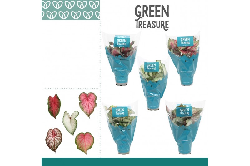 Caladium mix Caladium gemengd in Hoes 