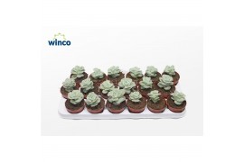 Echeveria Echeveria Lovely Rose1 pp