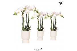 Phalaenopsis multiflora wit Kolibri Orchids Phalaenopsis white 3 spike