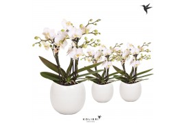 Phalaenopsis anthura zurich Kolibri Orchids Phalaenopsis Zurich 3 spik