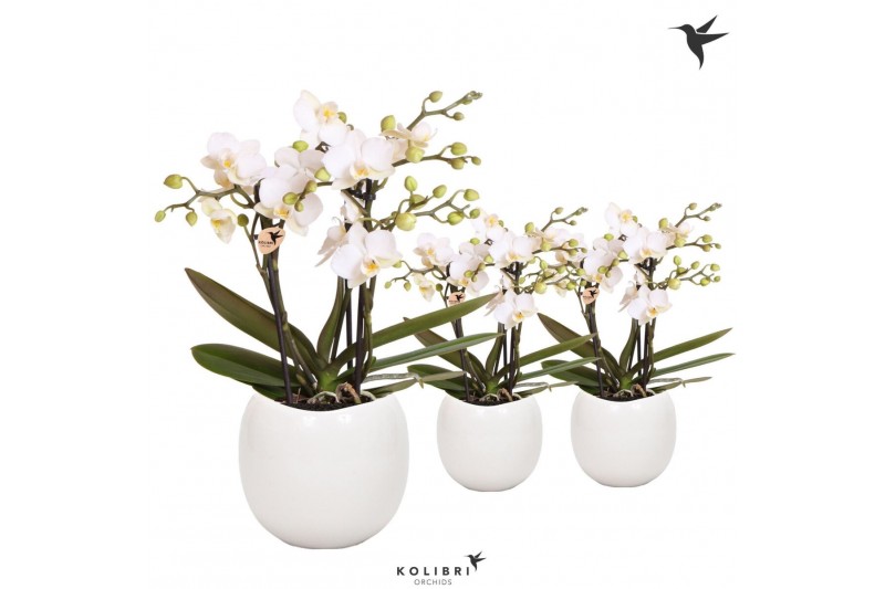 Phalaenopsis anthura zurich Kolibri Orchids Phalaenopsis Zurich 3 spik 