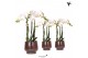 Phalaenopsis multiflora wit Kolibri Orchids Phalaenopsis white 3 spike 