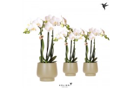 Phalaenopsis multiflora wit Kolibri Orchids Phalaenopsis white 3 spike