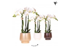 Phalaenopsis multiflora wit Kolibri Orchids Phalaenopsis white 3 spike