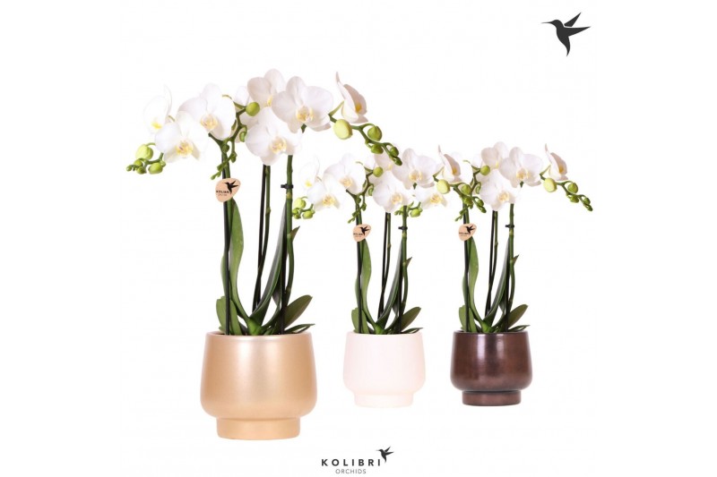 Phalaenopsis multiflora wit Kolibri Orchids Phalaenopsis white 3 spike 