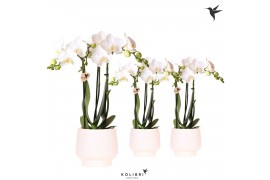 Phalaenopsis multiflora wit Kolibri Orchids Phalaenopsis white 3 spike