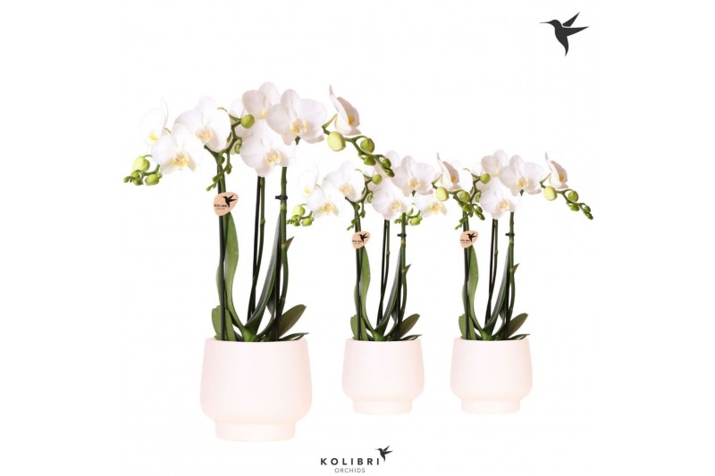 Phalaenopsis multiflora wit Kolibri Orchids Phalaenopsis white 3 spike 