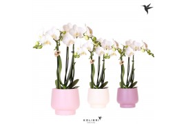 Phalaenopsis multiflora wit Kolibri Orchids Phalaenopsis white 3 spike