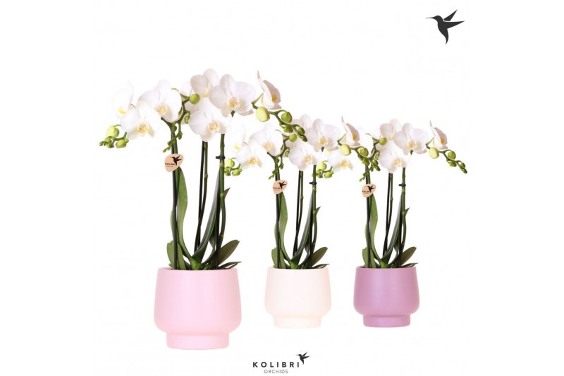 Phalaenopsis multiflora wit Kolibri Orchids Phalaenopsis white 3 spike 